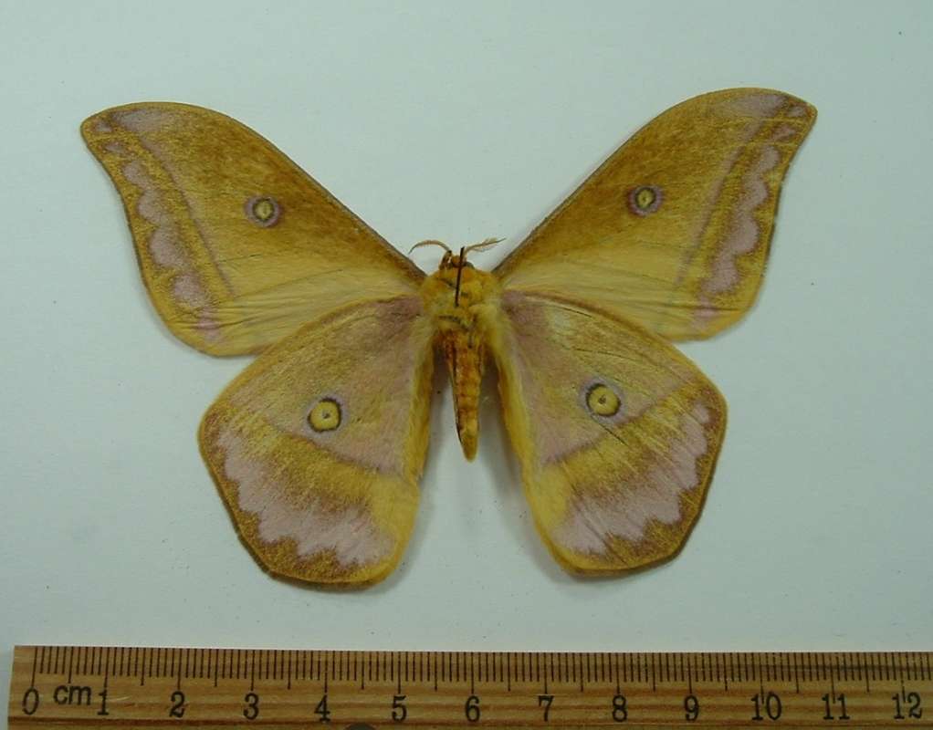 Male - Ventral View<br>(Origin of the Specimen: Tanzania April 1998)