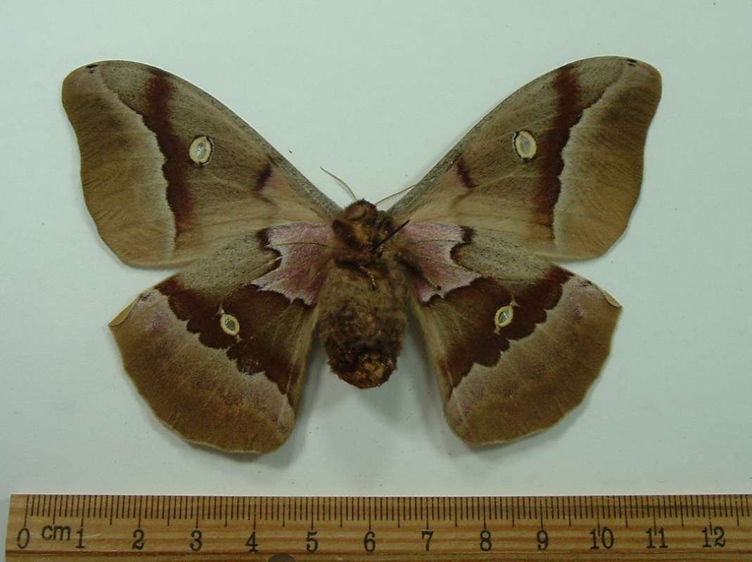Female - Ventral<br>(Origin of the Specimen: Idaho, June 2013)