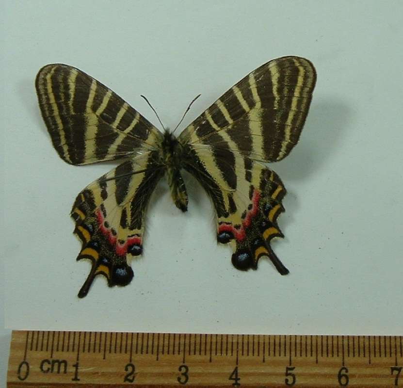 Male - Ventral View<br>(Origin of the Specimen: China,  June 2002)