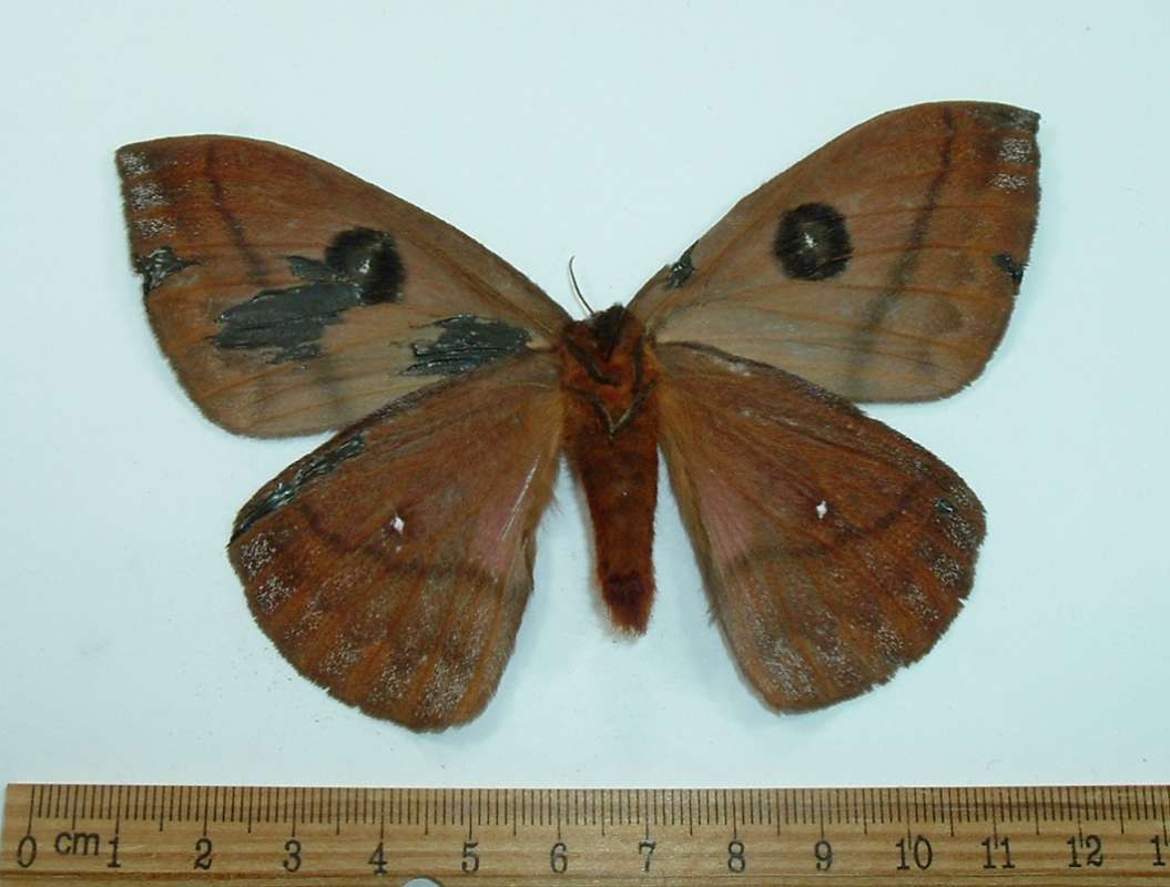 Female - Ventral View - Repaired<br>(Origin of the Specimen: Costa Rica, September)