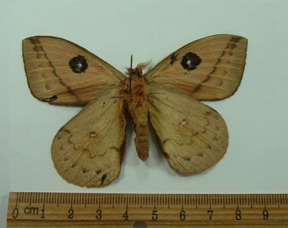 Male - Ventral<br>(Origin of the Specimen: Rio Negros, Brazil, Nov. 1987)