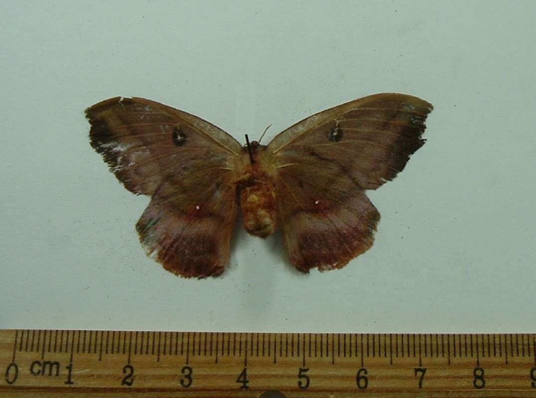 Female - Ventral View<br>(Origin of the Specimen: Cuzco, Peru, December 2002)