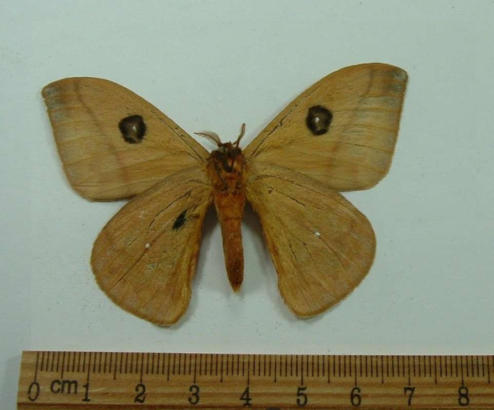 Male - Ventral View<br>(Origin of the Specimen: Kaw, French Guyana, Jan. 1986)