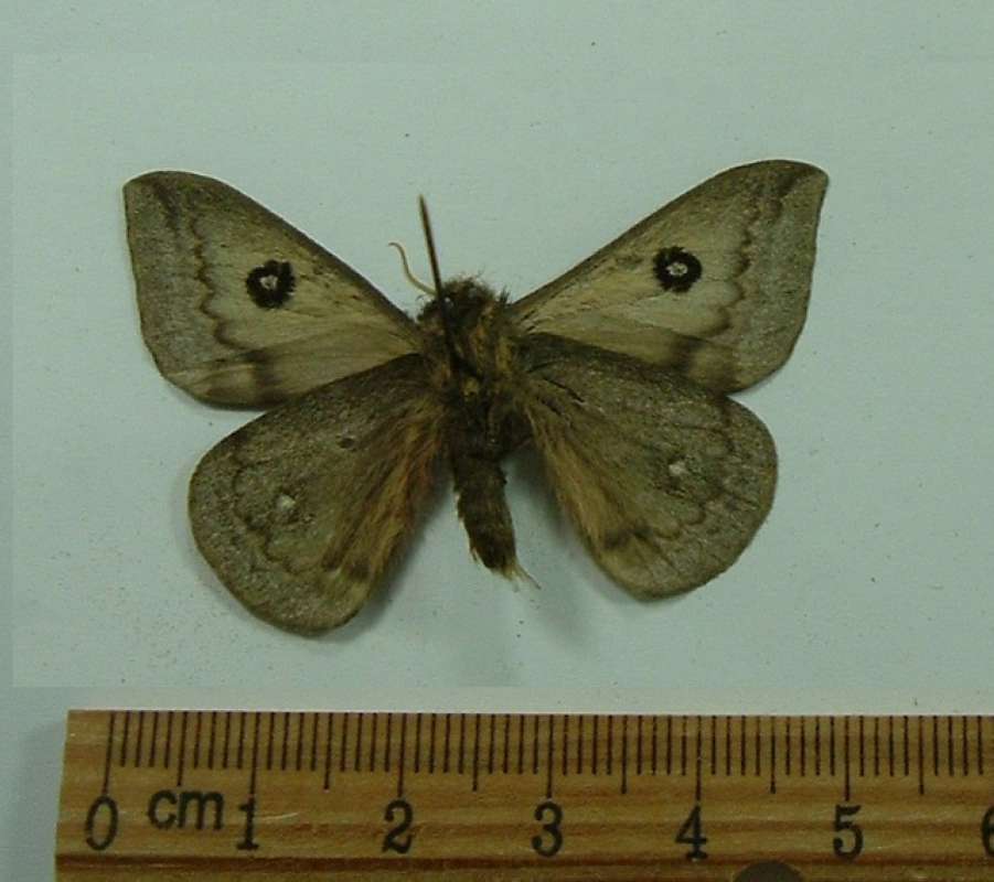 Male - Ventral View<br>(Origin of the Specimen: Rio Negros, Brazil, Nov. 1987)