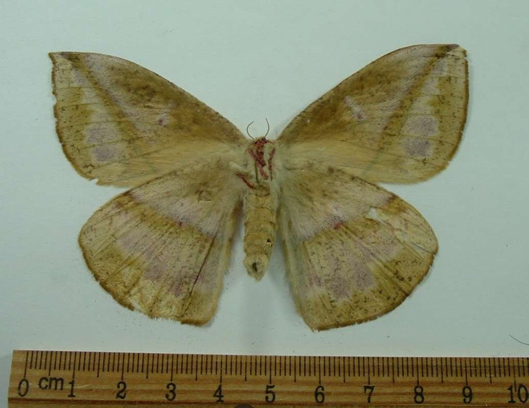 Female - Ventral View<br>(Origin of the Specimen: Panama, December Capture)