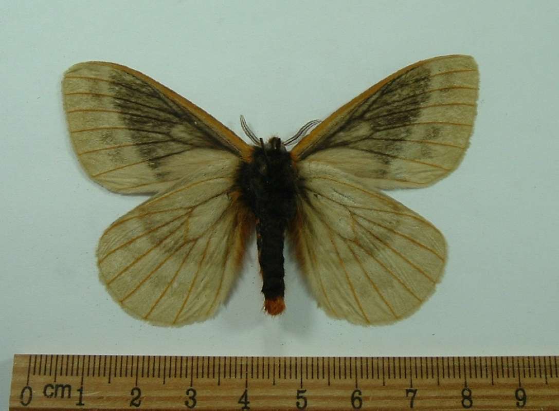 Male - Ventral View<br>(Origin of the Specimen: Costa Rica, December Capture)