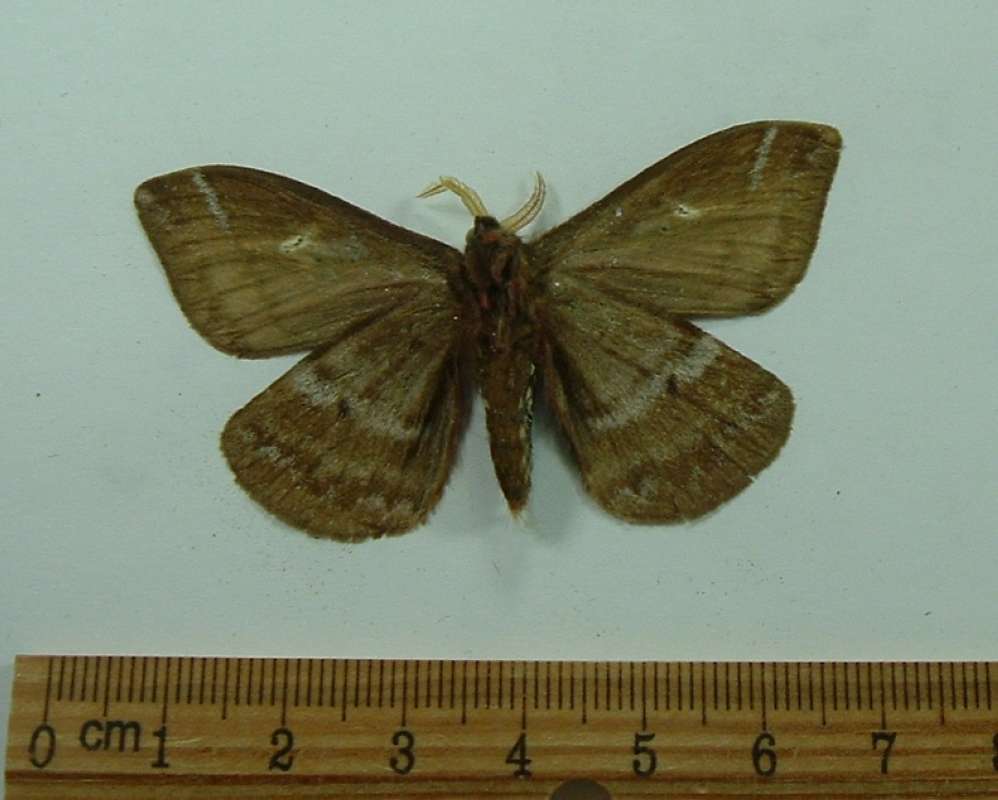 Male Ventral View<br>(Origin of the Specimen: Paraguay - May Capture)