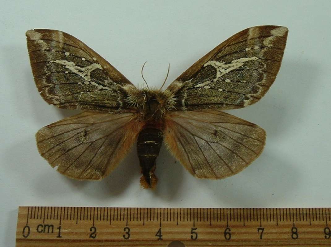 Female - Dorsal View<br>(Origin of the Specimen: Paraguay - May Capture)