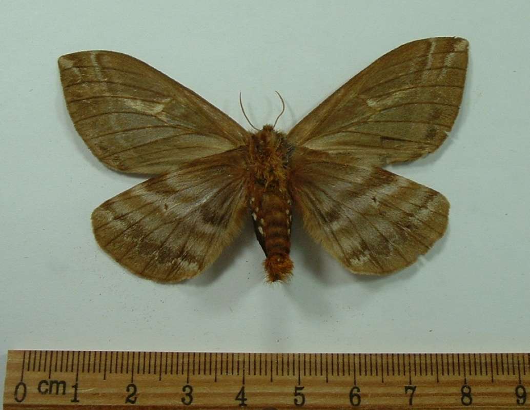 Female - Ventral View<br>(Origin of the Specimen: Paraguay - May Capture)