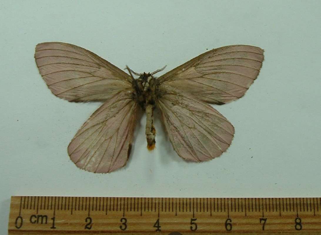 Male - Ventral View<br>(Origin of the Specimen: Soel, French Guyana, Sept. 1986)