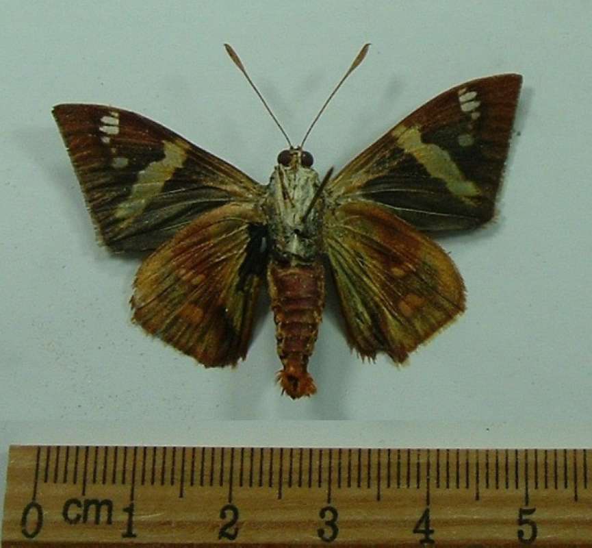 Male - Ventral<br>(Origin of the Specimen: Montenego, Peru, September)