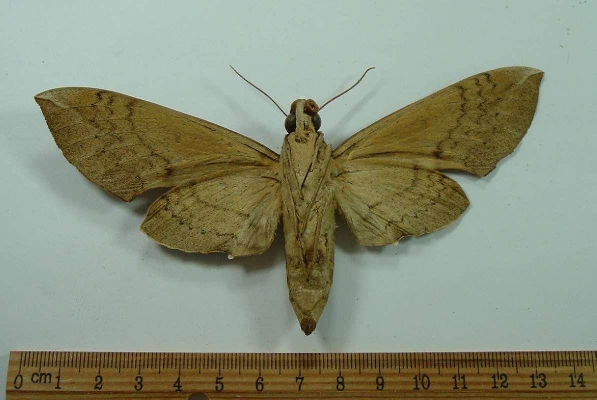 Female - Ventral View<br>(Origin of the Specimen: Argentna, Nov. 1997)