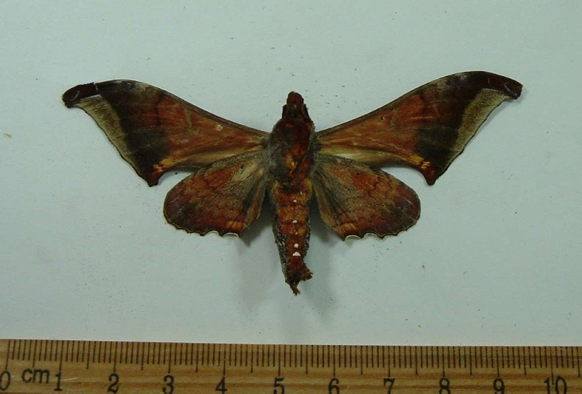 Male - Ventral View<br>(Origin of the Specimen: Vietnam, Sept 1992)