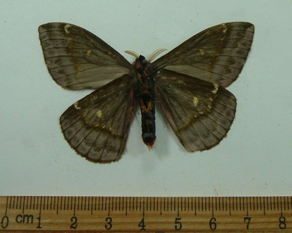 Male - Ventral View<br>(Origin of the Specimen: Rio Negros, Brazil, Nov. 1987)