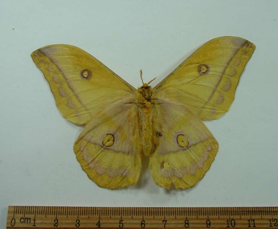 Male - Ventral View<br>(Origin of the Specimen: Congo, Jan. 1998)