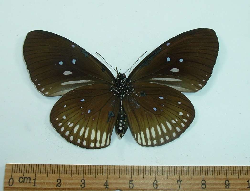 Female - Ventral View<br>(Origin of the Specimen: Vietnam, September 1993)