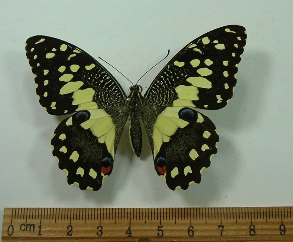 Female - Dorsal View<br>(Origin of the Specimen: Gabon, Africa)