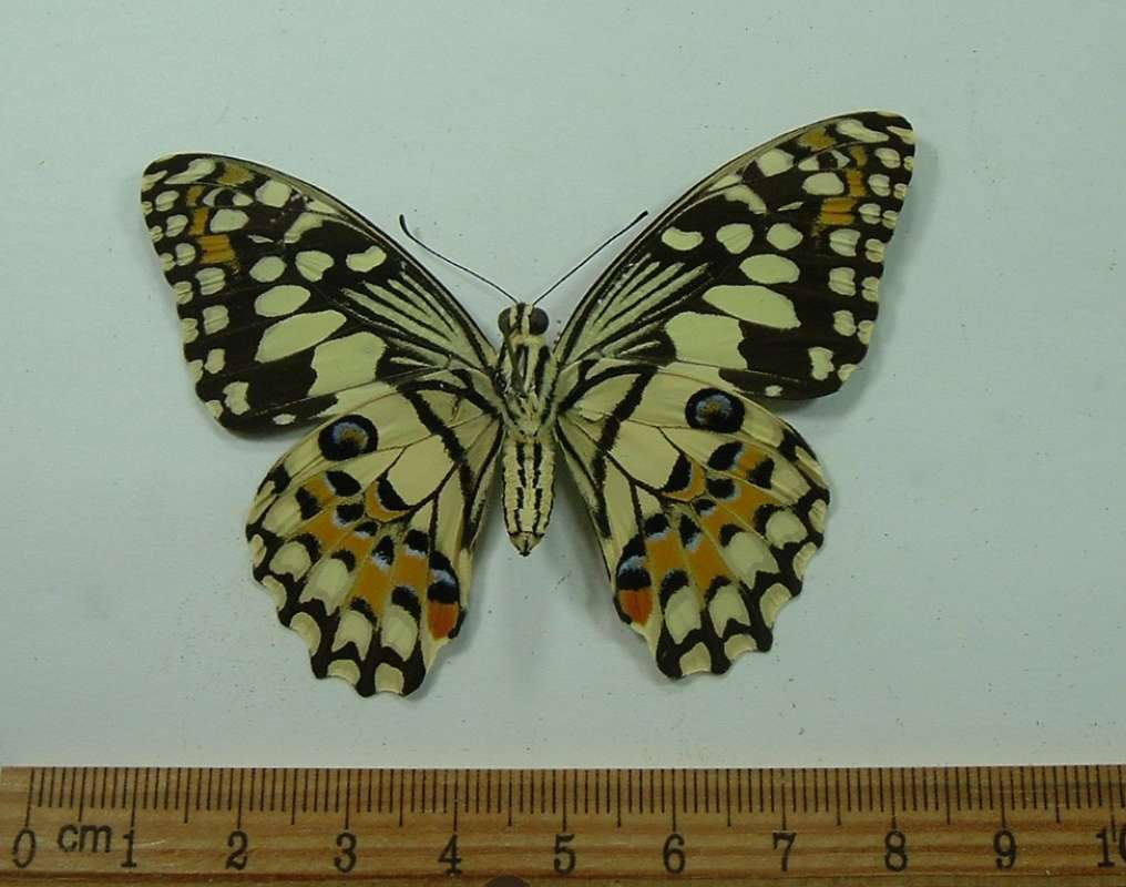 Female - Vetnral View<br>(Origin of the Specimen: Gabon, Africa)