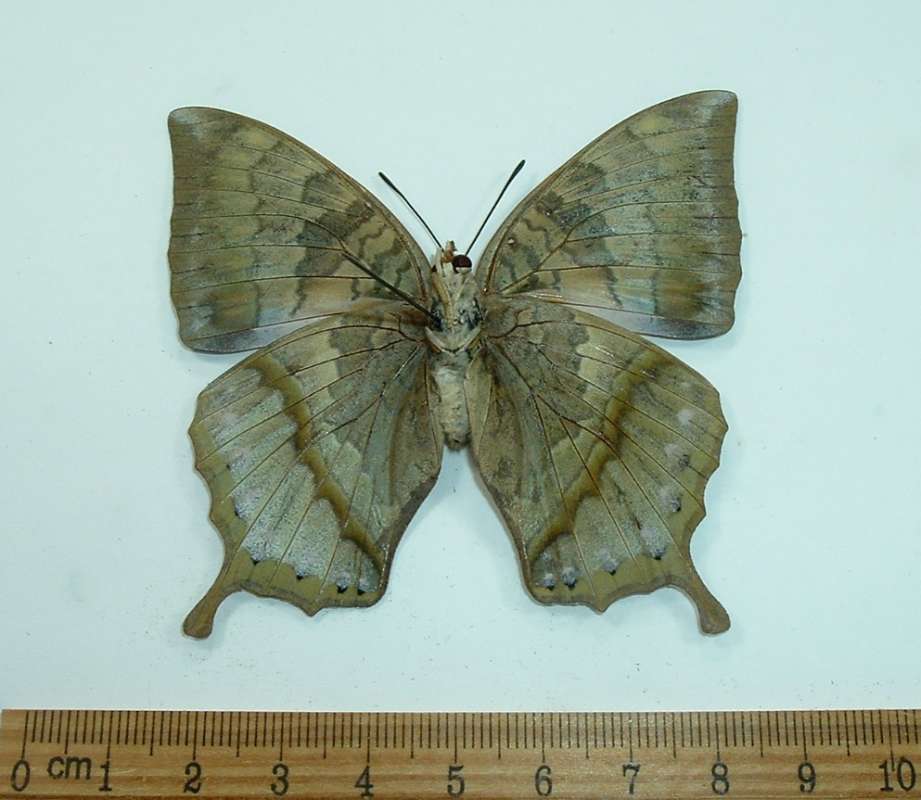 Female - Ventral View<br>(Origin of the Specimen: Lombok, Indonesia, May Capture)