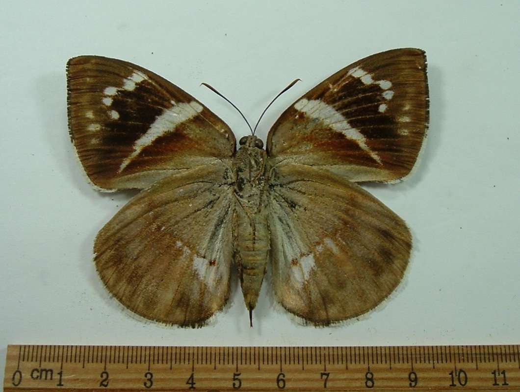Ventral View<br>(Origin of the Specimen: Golfeto, Costa Rica, October)