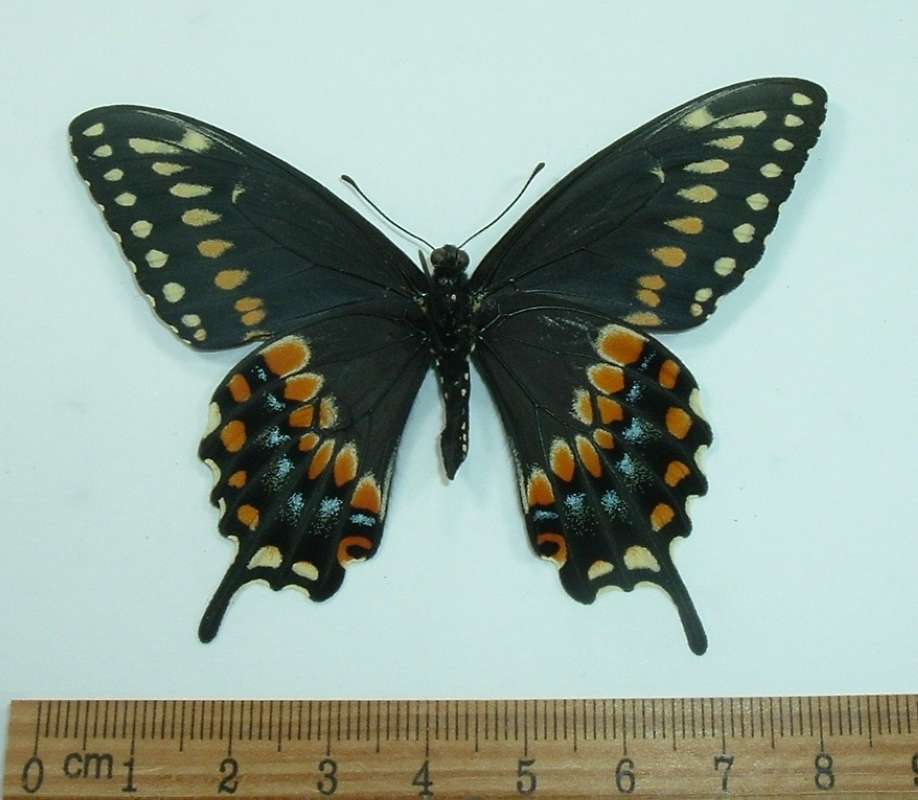 Male - Ventral View<br>(Origin of the Specimen: Andros, Islalnd, June Capture)