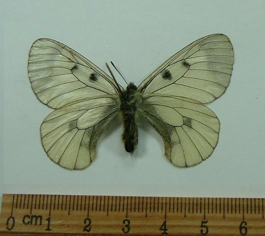 Male - Ventral View<br>(Origin of the Specimen: W. Carpt Mnts, Morovia)