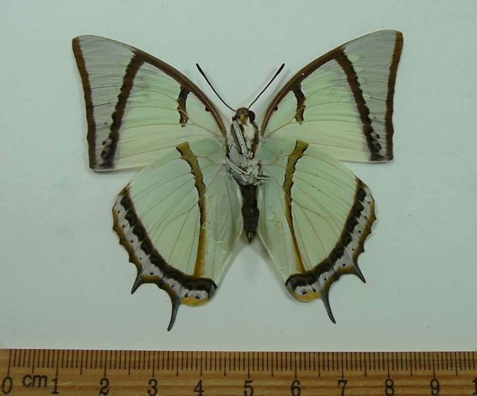 Male - Ventral View<br>(Origin of the Specimen: China, May 1998)