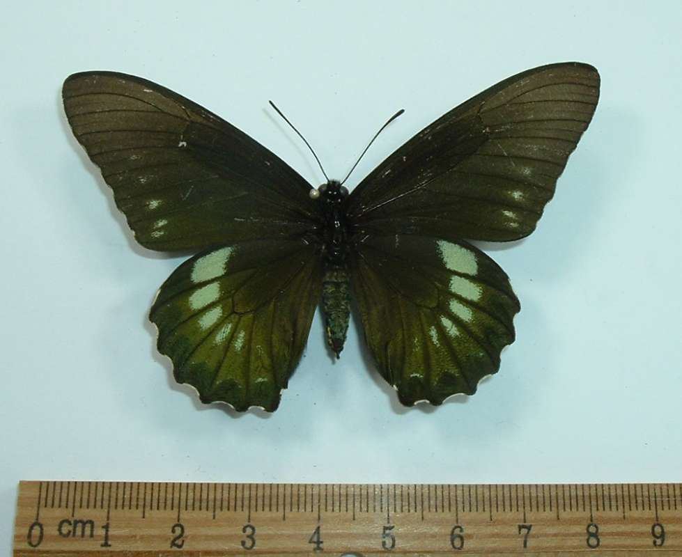 Female - Dorsal View<br>(Origin of the Specimen: Trinidad, 2001)