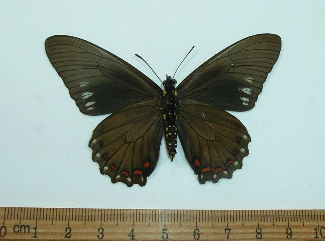 Female - Ventral View<br>(Origin of the Specimen: Trinidad, 2001)