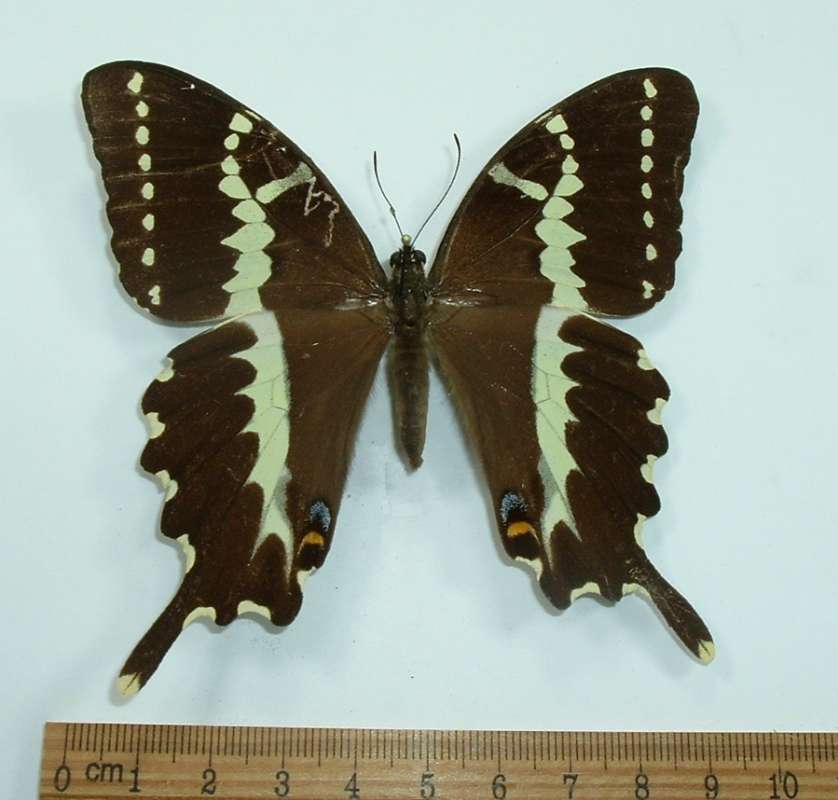 Female - Dorsal<br>(Origin of the Specimen: Bred in Madagascar circa 1980)