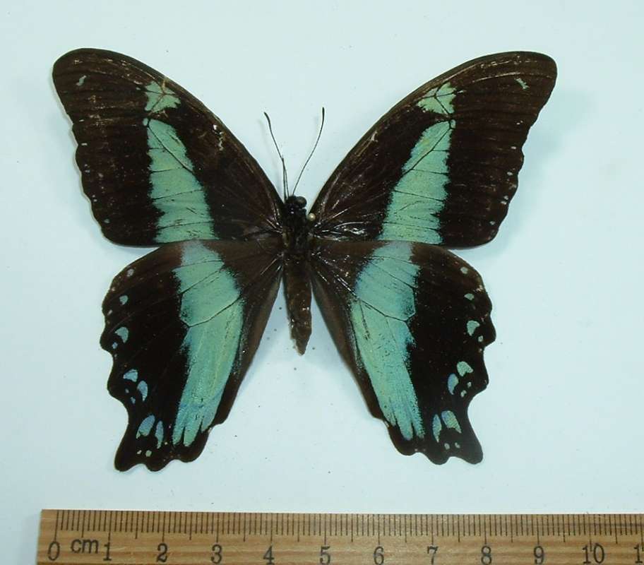 female - Dorsal View<br>(Origin of the Specimen: Bangui, Circa 1980)