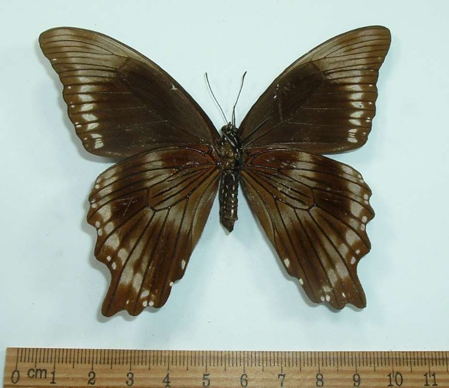 Female - Ventral View<br>(Origin of the Specimen: Bangui, Circa 1980)