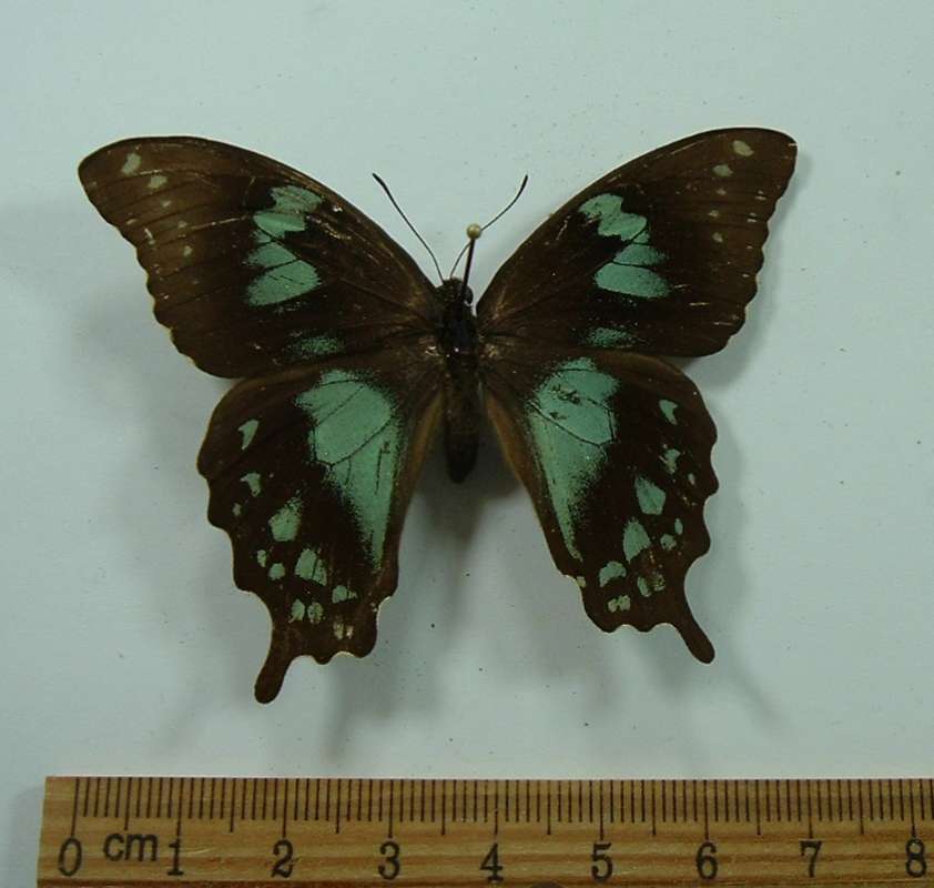 Female - Dorsal View<br>(Origin of the Specimen: Madagascar, Bred, Circa 1980)