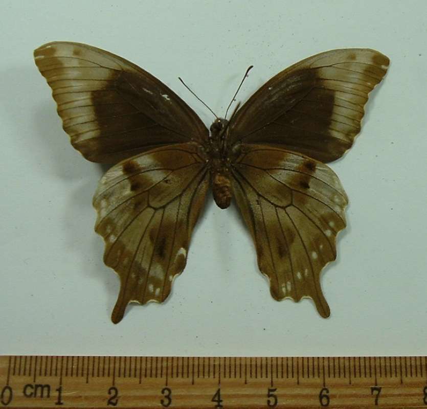 Female - Ventral View<br>(Origin of the Specimen: Madagascar, Bred, Circa 1980)