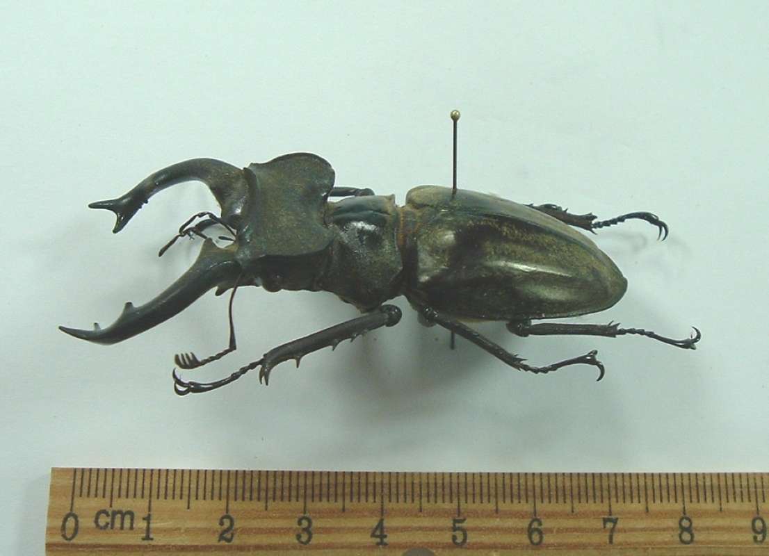 Male - Angle View<br>(Origin of the Specimen: Kachin Area, Myanmar, Aug 2001)
