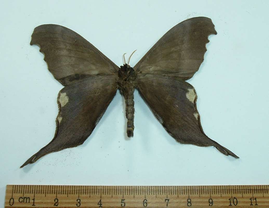Male - Ventral View<br>(Origin of the Specimen: French Guyana, Circa 1986)