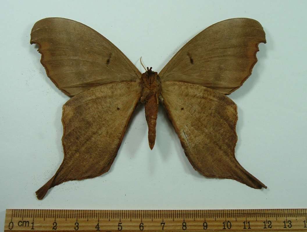 Male - Ventral View - Reddish<br>(Origin of the Specimen: French Guyana, Circa 1986)