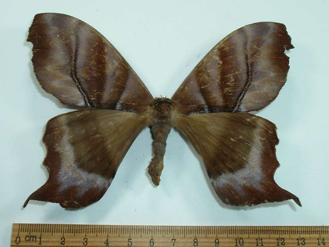 Female - Dorsal View - Reddish<br>(Origin of the Specimen: French Guyana, Circa 1986)
