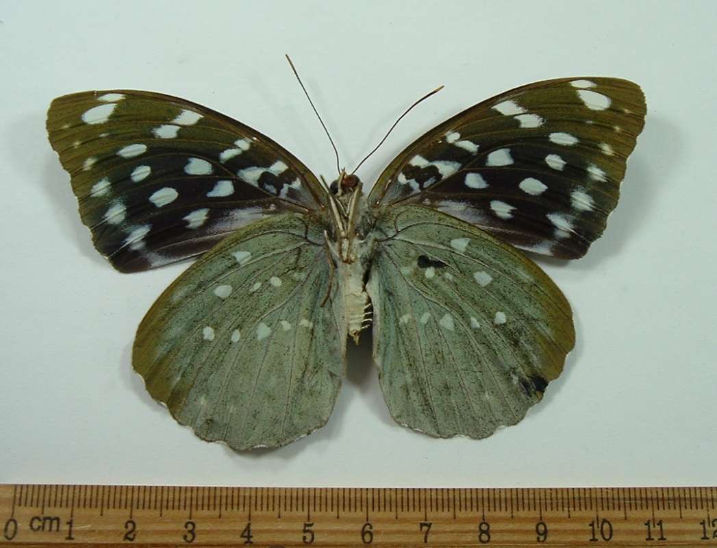 Female - Ventral View<br>(Origin of the Specimen: Vietnam, Sept 1992)