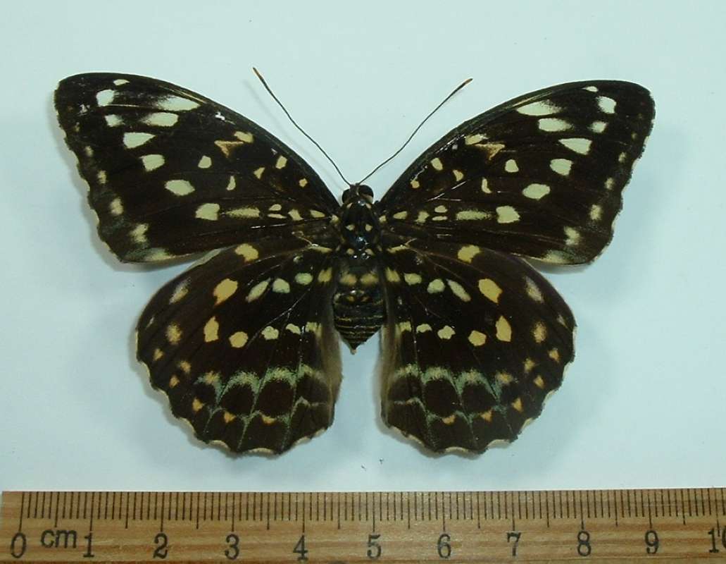 Female - Dorsal<br>(Origin of the Specimen: Vietnam, Sept. 1992)