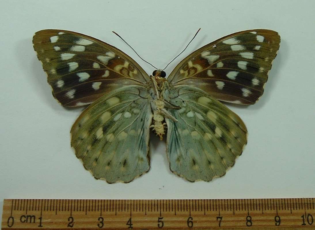 Female - Ventral<br>(Origin of the Specimen: Vietnam, Sept. 1992)