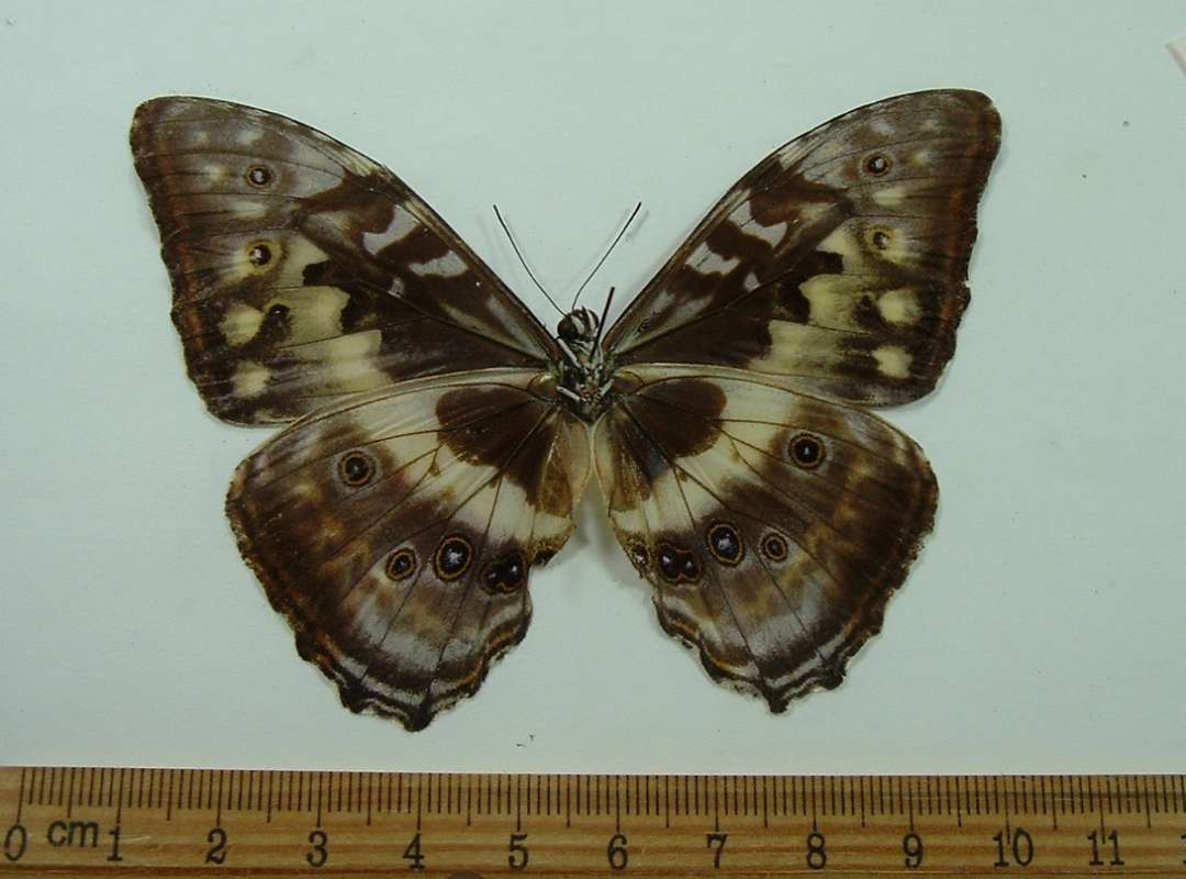 Ventral View<br>(Origin of the Specimen: Ecuador, Sept)