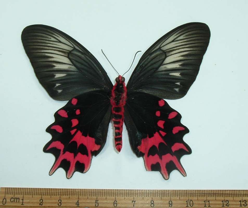 Female - Ventral View<br>(Origin of the Specimen: Central Philippines)