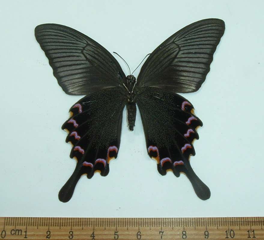 Female - Ventral View<br>(Origin of the Specimen: Cambodia, April 2006)