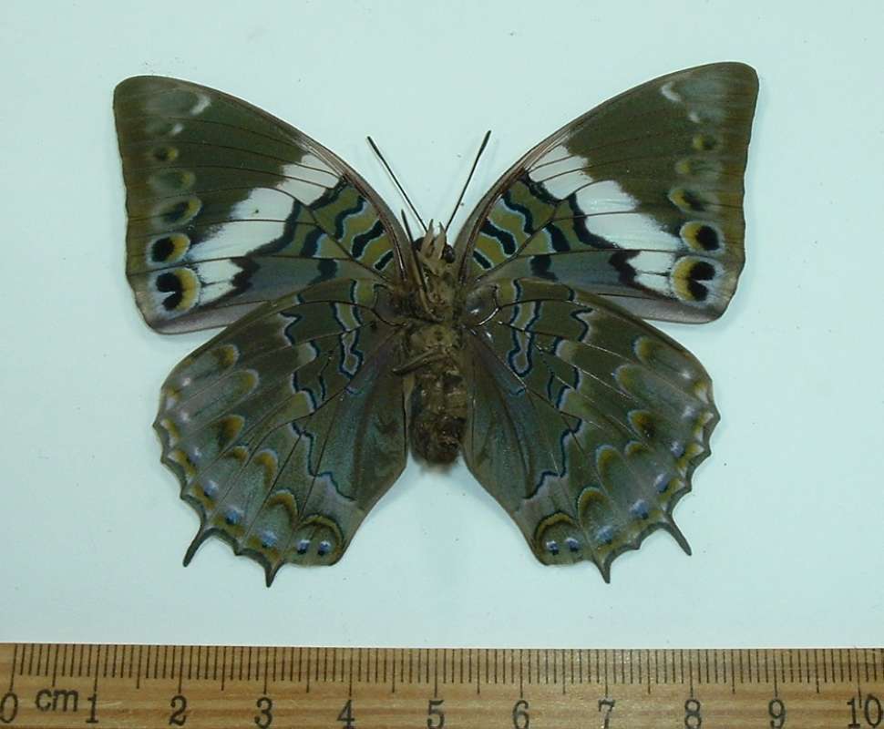 Female - Ventral<br>(Origin of the Specimen: Tanzania, July 1989)