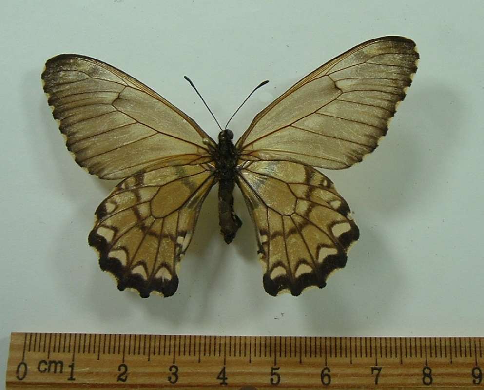 Female -Dorsal View<br>(Origin of the Specimen: Paraguay, Dec. 1992)