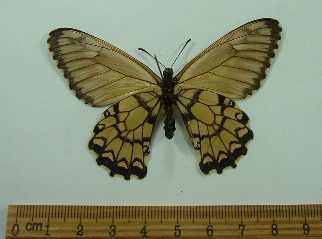 Female - Ventral View<br>(Origin of the Specimen: Paraguay, Dec. 1992)