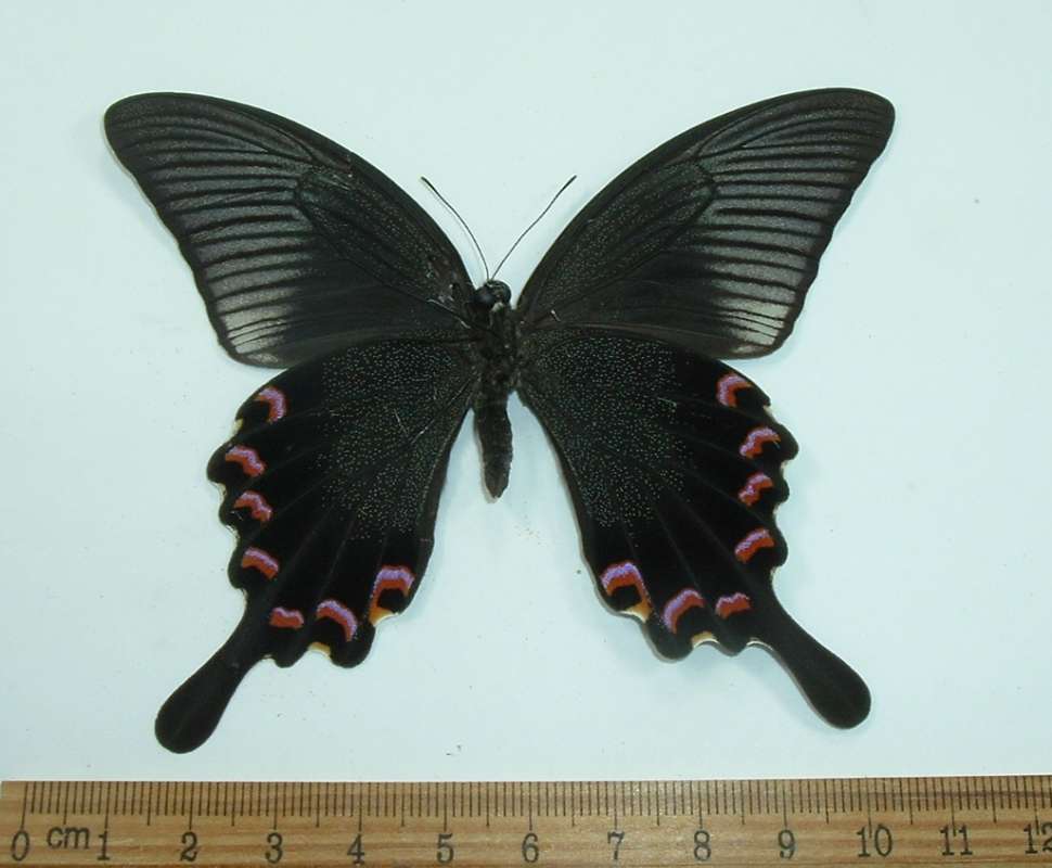 Male - Ventral View<br>(Origin of the Specimen: Nepal, June 2003)