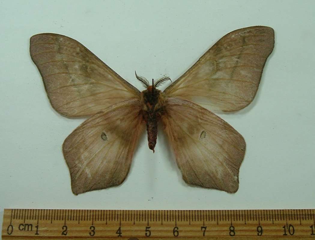 Male - Ventral View<br>(Origin of the Specimen: Tanzania, Dec. 1998)