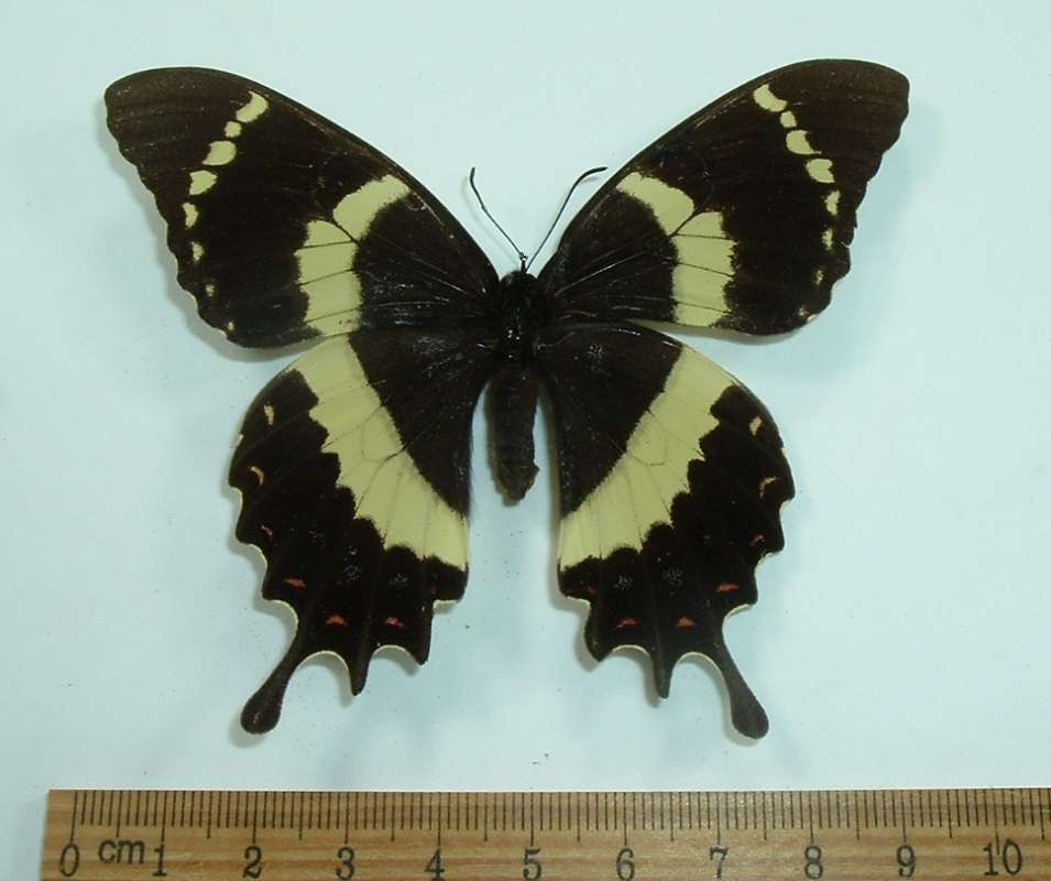 Female - Dorsal<br>(Origin of the Specimen: Guadalajara, September)